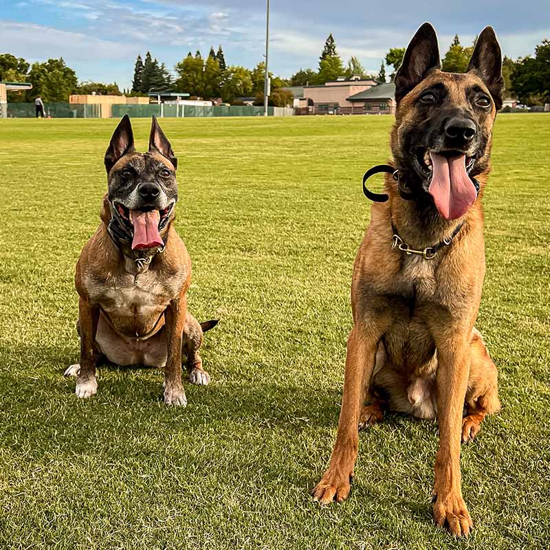 Two Belgian Malinois sitting on a field