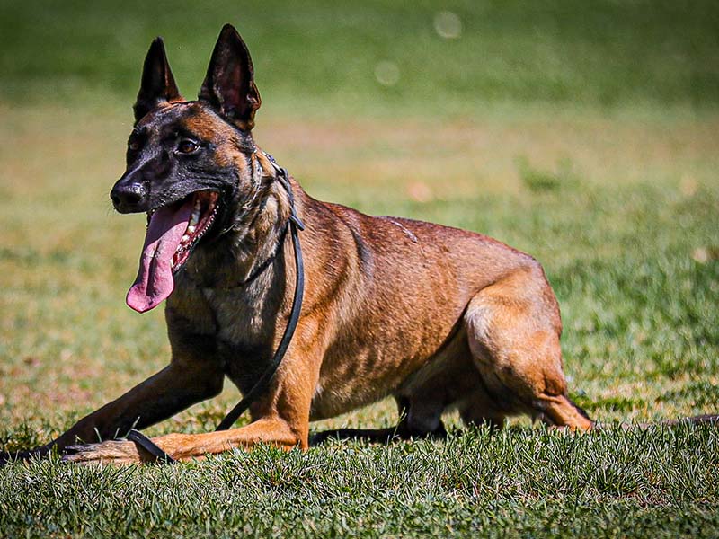 Belgian Malinois in a relaxed down in the grass
