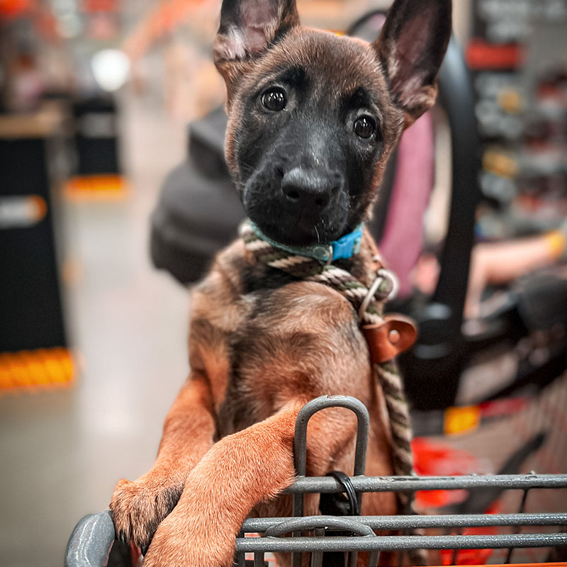 Puppy Jump Start at Consistent K9