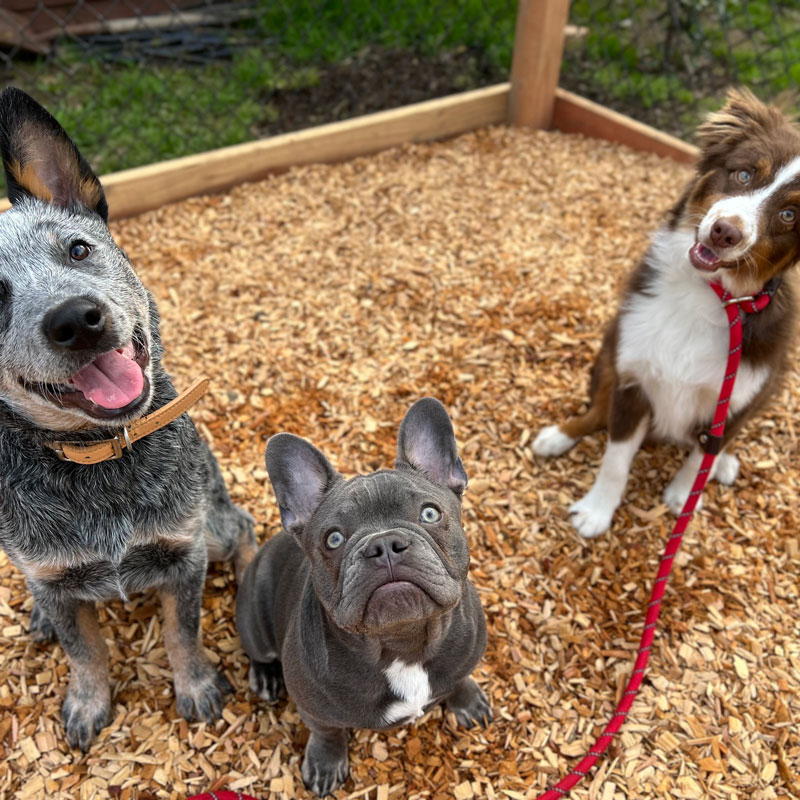 Dogs holding a down stay in the play yard