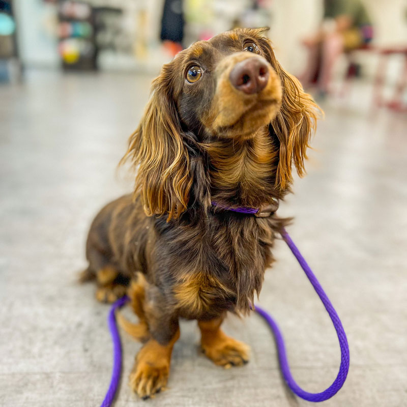 Dachshund on a purple leash during a private lesson