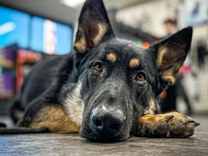 Board & Train at Consistent K9
